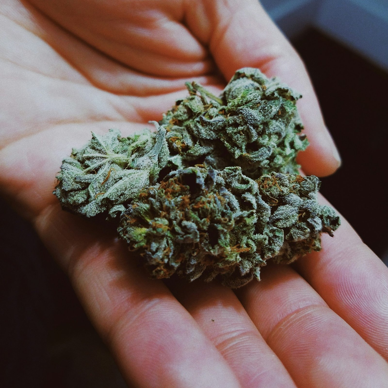 The Hidden Dangers of Low Quality Marijuana: Understanding Its Effects
