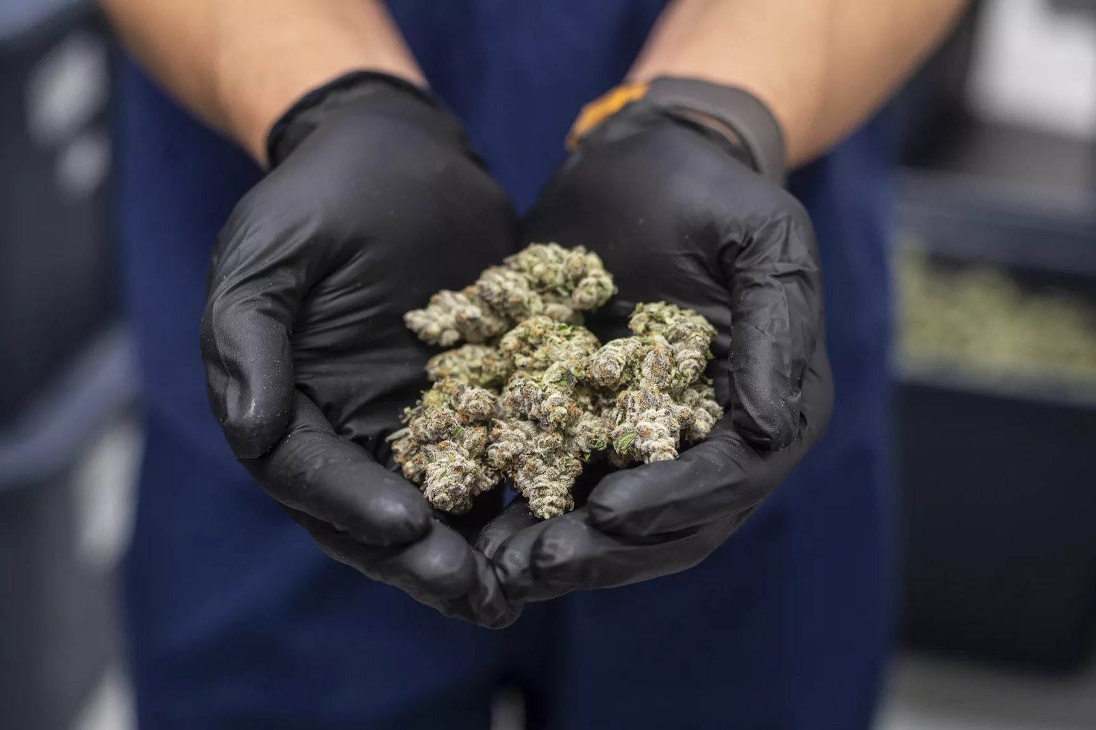 Trump wants to deregulate weed. What that could mean for Arizona – Phoenix New Times