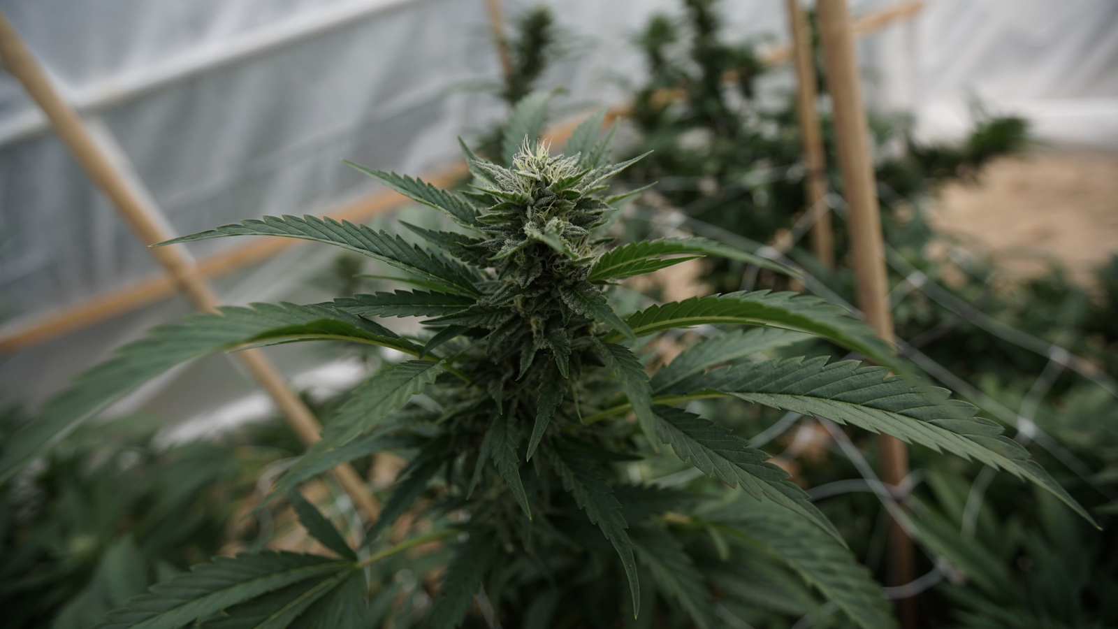 Florida Bills Would Reduce Medical Marijuana Fees For Military Veterans And Ban Public Smoking – Marijuana Moment