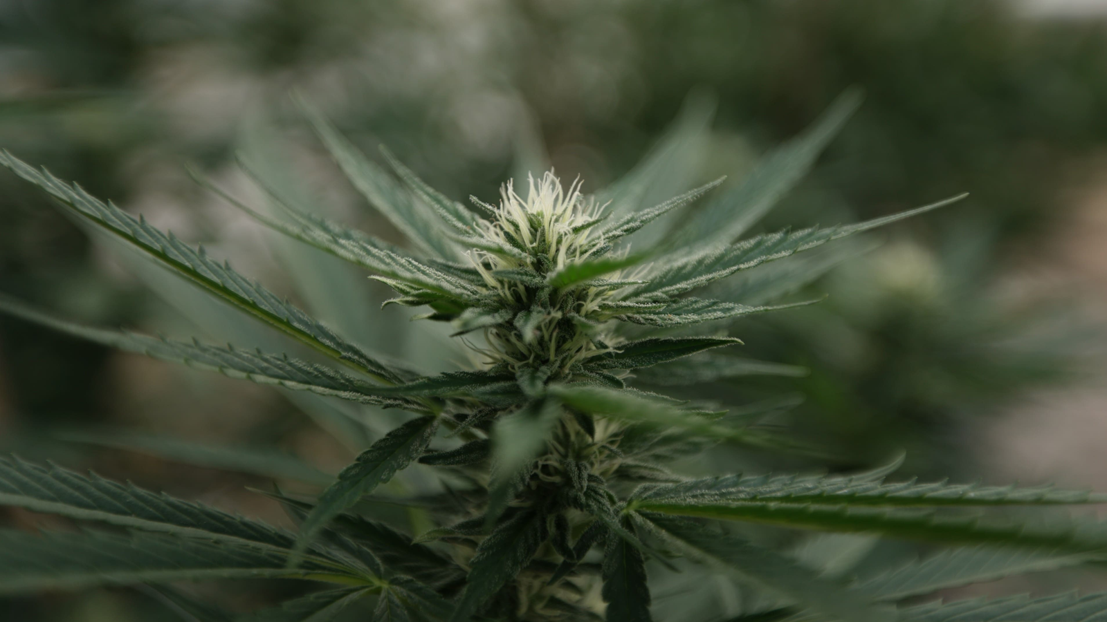 Federal cannabis legalization commission proposed under Senate bill (Newsletter: December 24, 2025) – Marijuana Moment