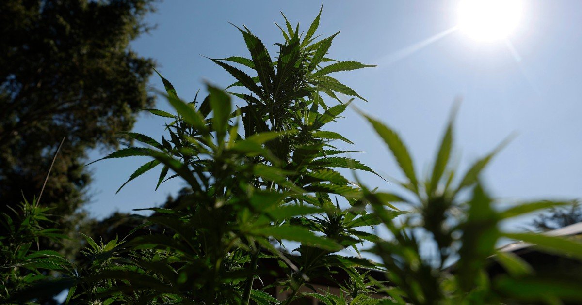 Cannabis reclassification could end dispensaries' financial exile – NBC News