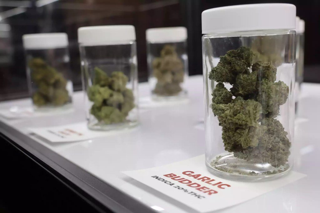 Red Lake Nation to open cannabis dispensary in West St. Paul – Pioneer Press