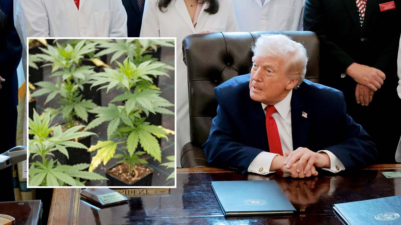 Wyoming GOP Still Anti-Marijuana, Despite Trump's Push For Medical Use – Cowboy State Daily