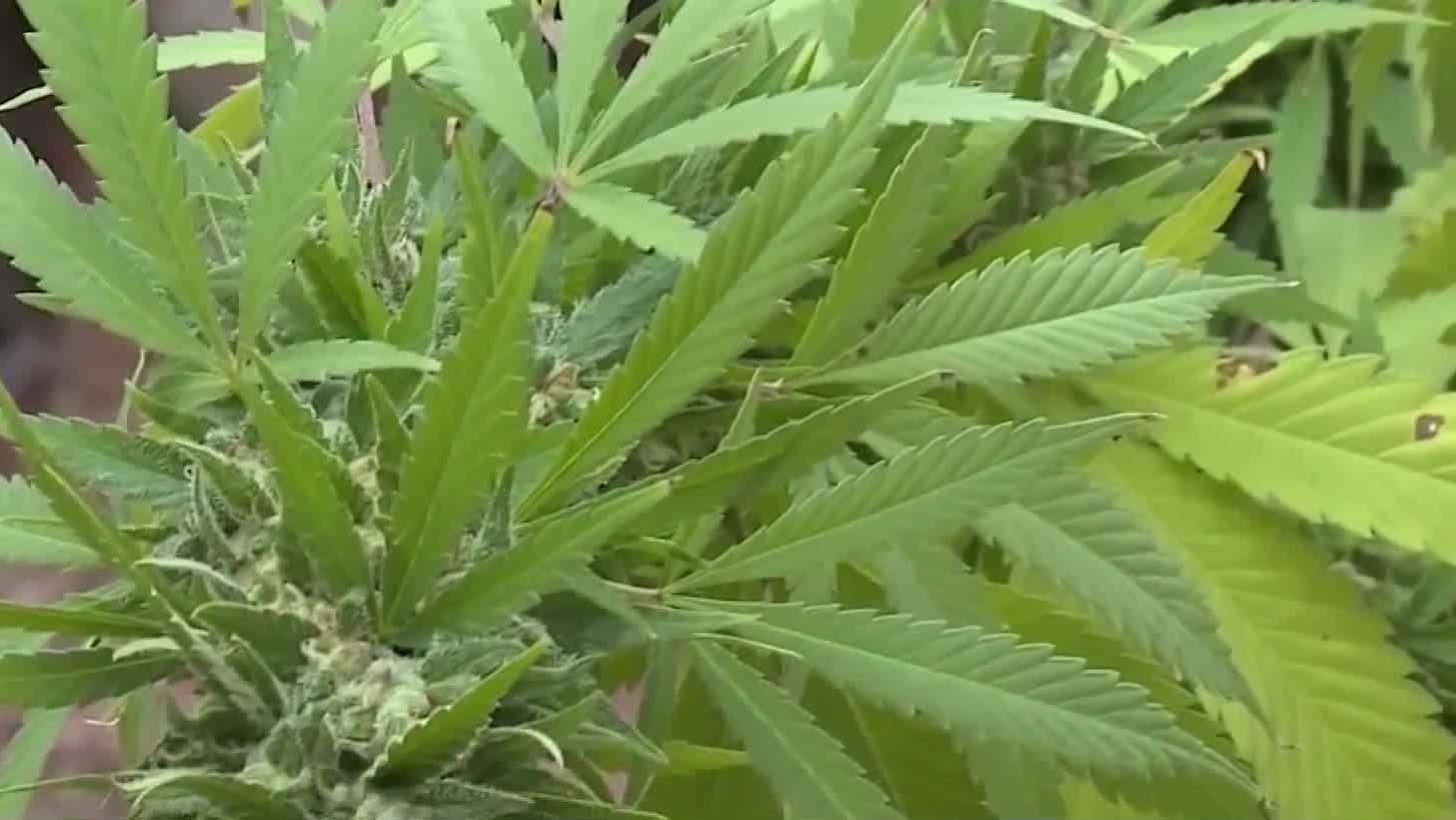 Kentucky approves state's first medical marijuana dispensary; here's where – WLKY