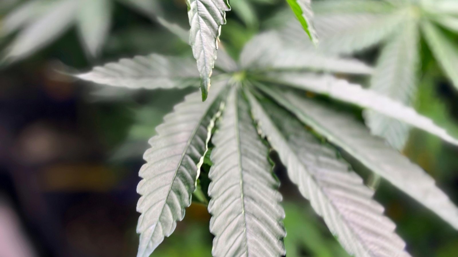 Alabama commission approves licenses for medical marijuana dispensaries as program eyes 2026 start – ABC News