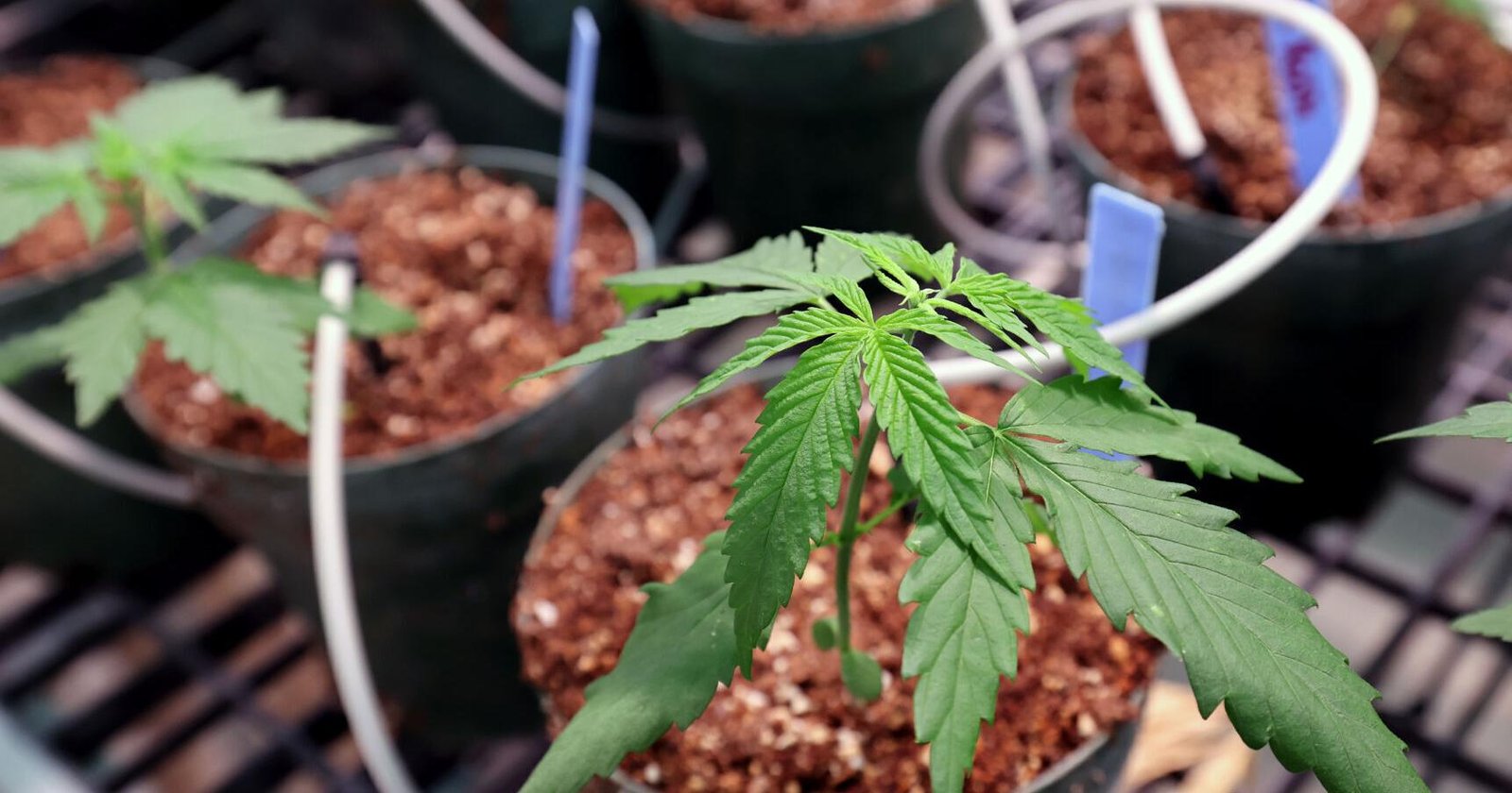 Reclassifying marijuana at the federal level could make state fight moot – Wisconsin State Journal