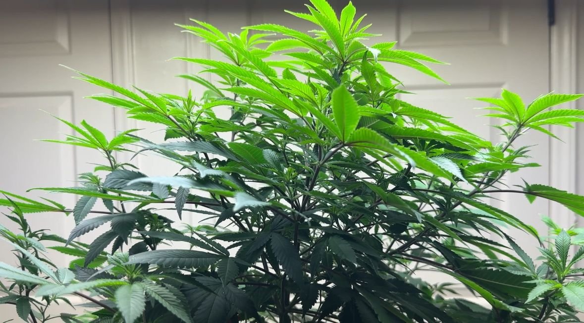 N.C. hemp farmer hopeful after Trump's executive order to re­classify marijuana – Spectrum News