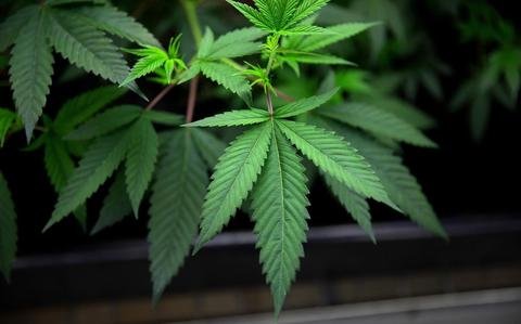 Veterans groups, cannabis businesses laud Trump order for helping ease stigma, reshape public views on medical marijuana – Stars and Stripes