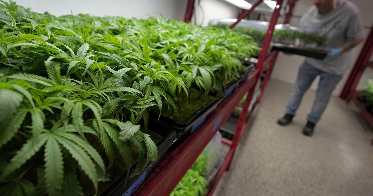 Marijuana changes – LAist