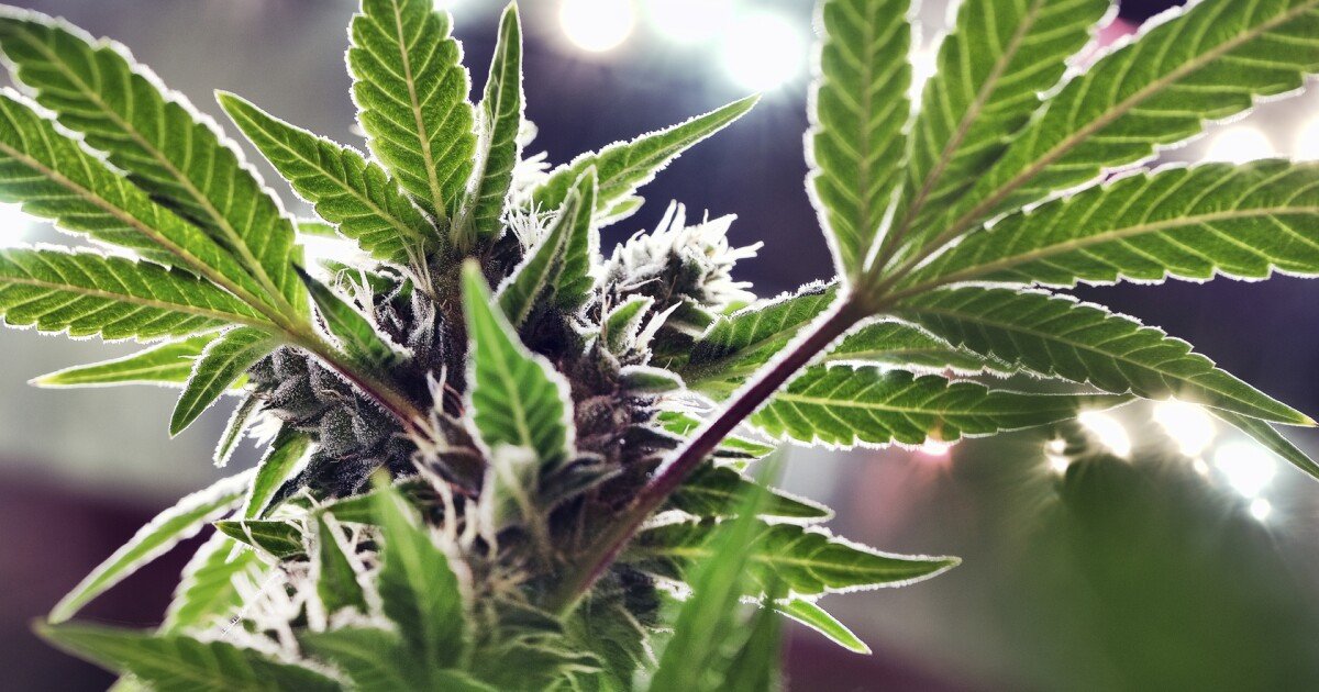 What Trump’s marijuana rescheduling order means for Missouri cannabis – KCUR