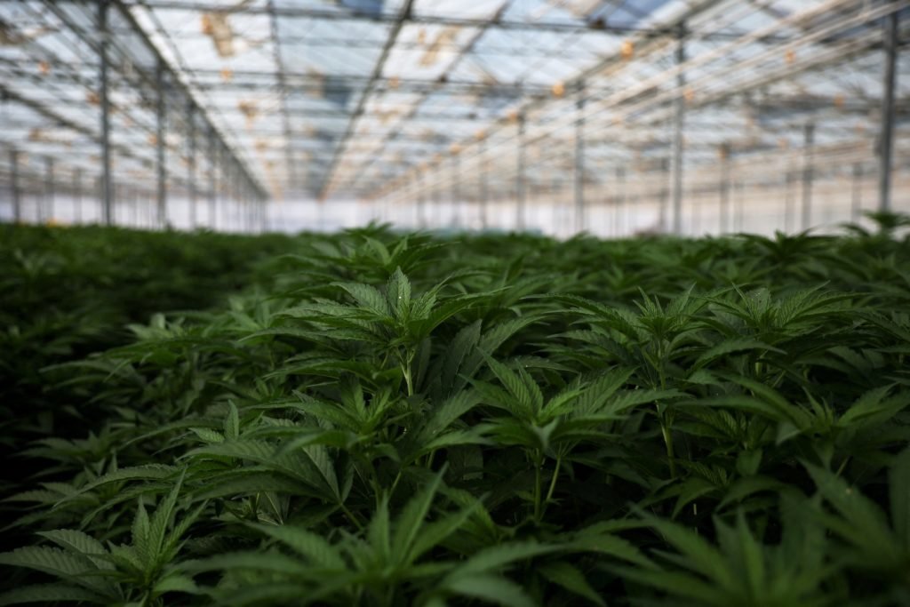 What the federal marijuana policy shift means for cannabis use and research – PBS