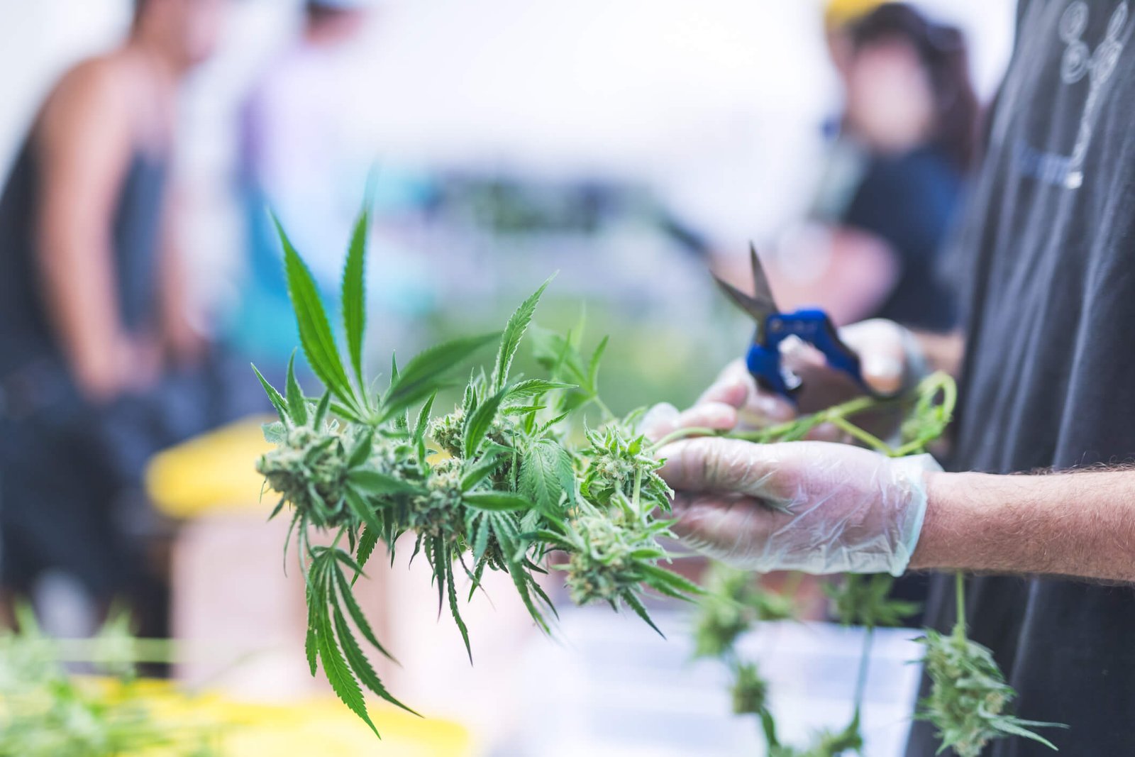 President Trump Signs Executive Order Directing AG to Expedite Marijuana Rescheduling Process – Ogletree