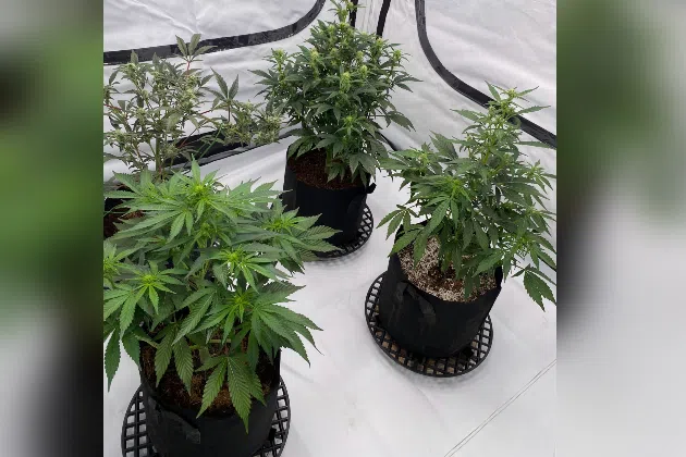 St. Cloud’s First Recreational Marijuana Dispensary Opens Wednesday – KNSI