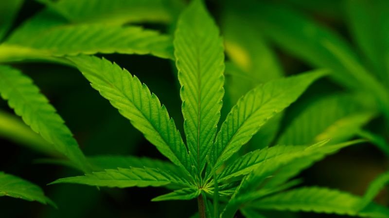 Trump expected to sign executive order reclassifying marijuana, easing restrictions on the drug – CNN