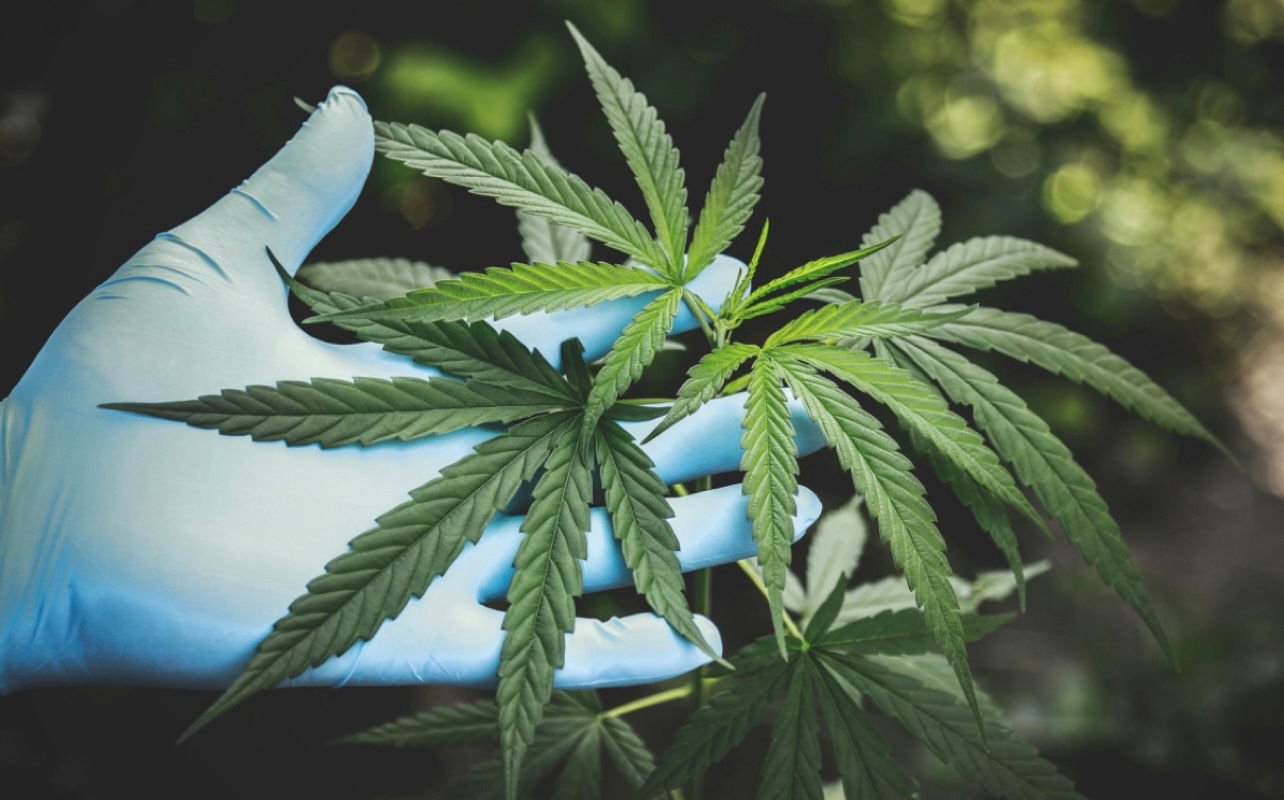 What Changes Could Occur If Marijuana Is Legalized, Rescheduled In 2026 – Black Enterprise