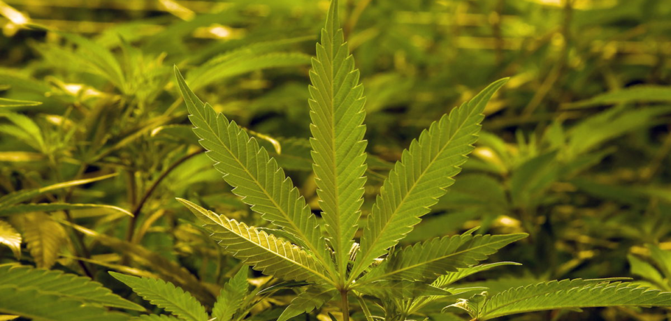 wp-header-logo-31.png wp-header-logo-31.png