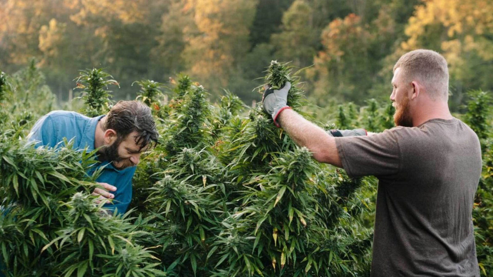 NC can’t enforce its way around Virginia’s cannabis market – Carolina Journal