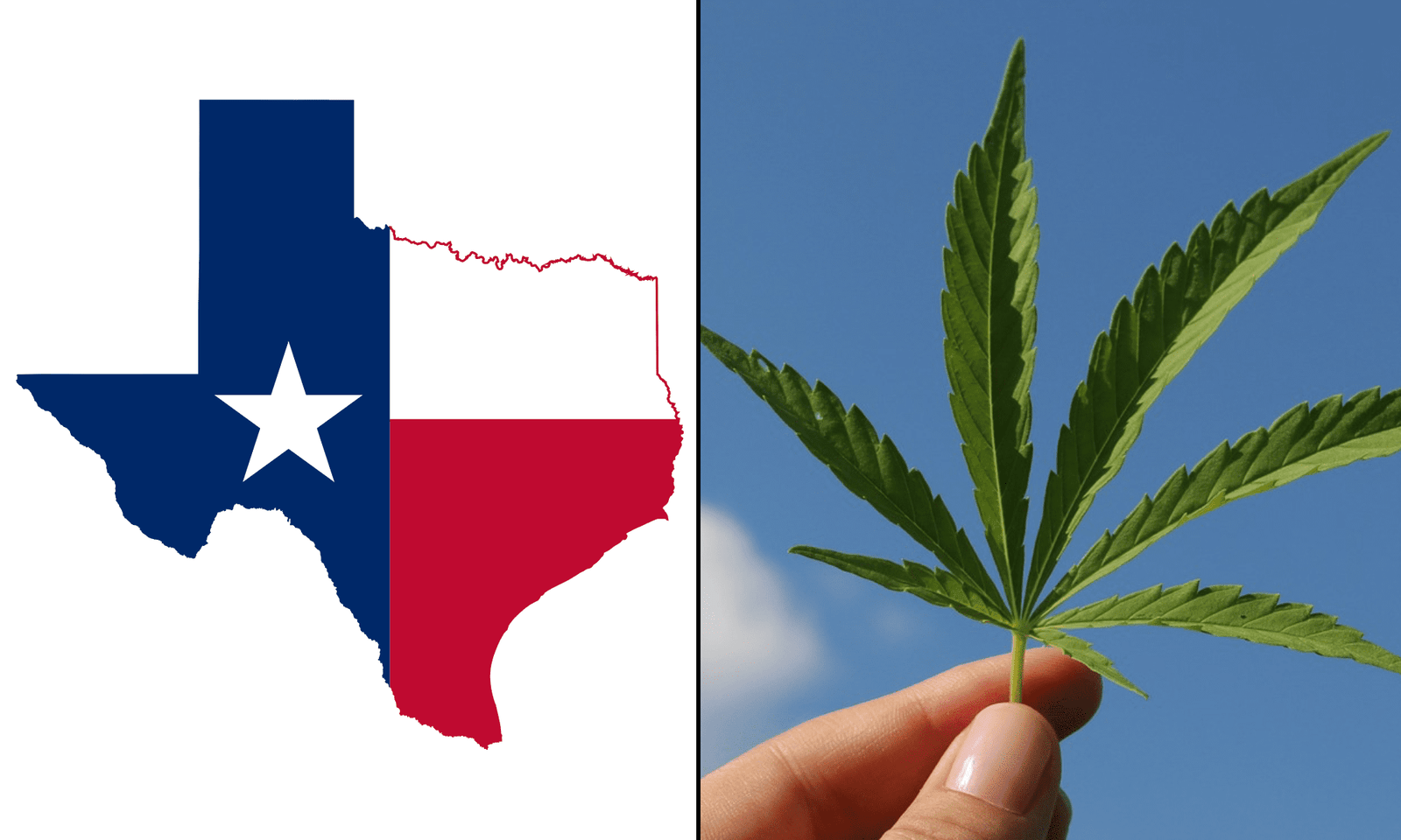 Texas Officials Invite Comment On New Hemp Rules Covering Age Limits, Licensing Fees, Labeling And More – Marijuana Moment