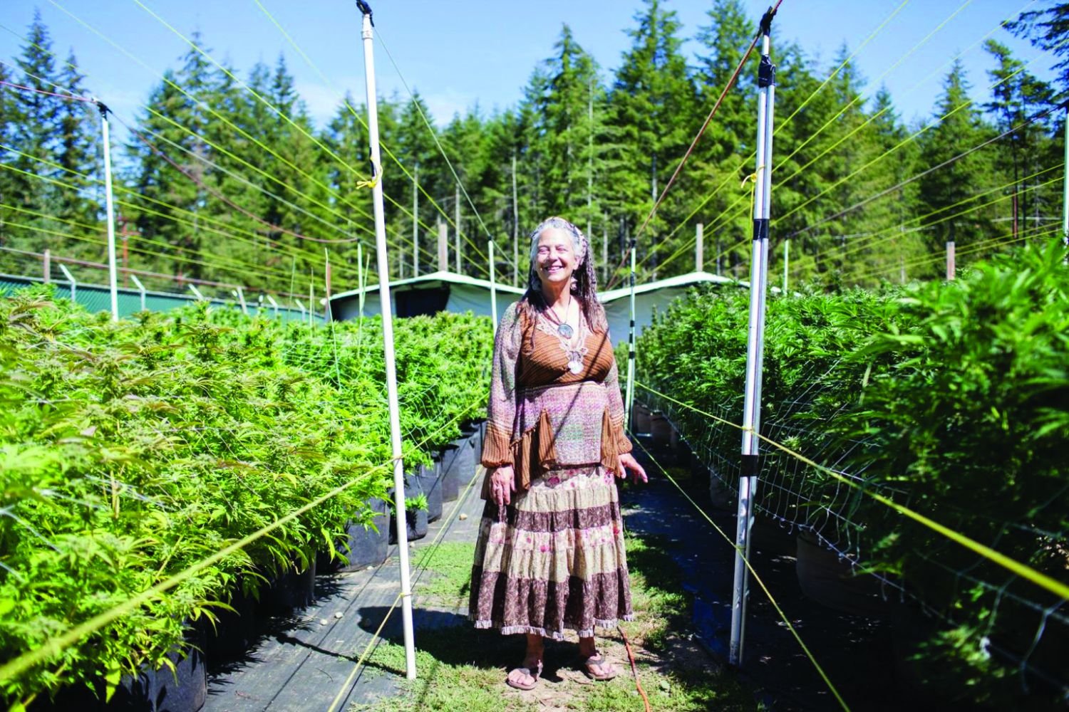 Marijuana has been Reclassified on the Federal Level – TacomaWeekly