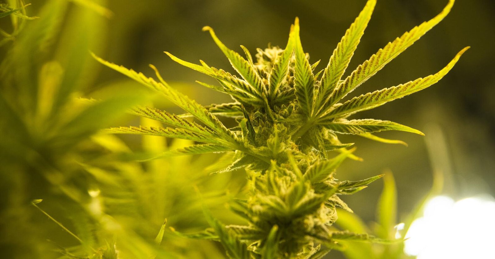 'Mission accomplished': Montana marijuana industry reacts to Trump rescheduling order – belgrade-news.com