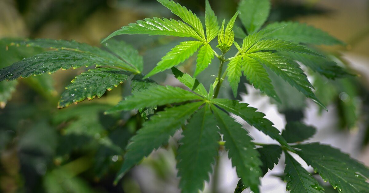 Pennsylvania lawmakers react to Trump rescheduling marijuana to a Schedule III substance – WVIA Public Media