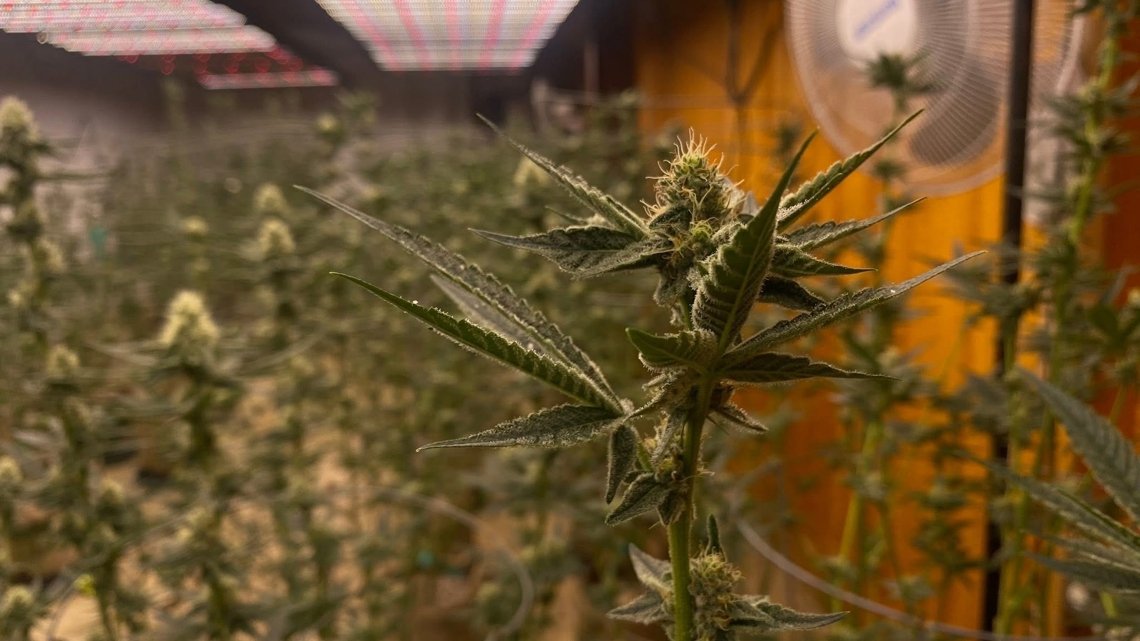 Texas expands Compassionate Use Program with new cannabis dispensary licenses – KVUE