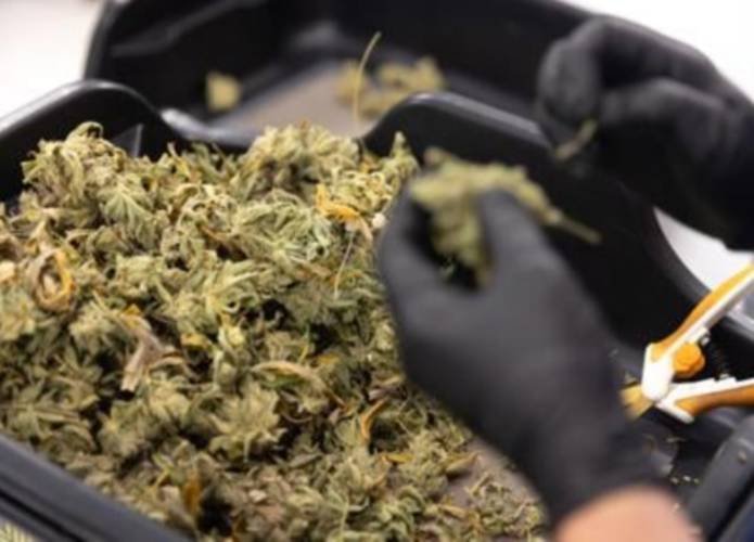 Medical marijuana expansion efforts in New Hampshire – Monadnock Ledger-Transcript