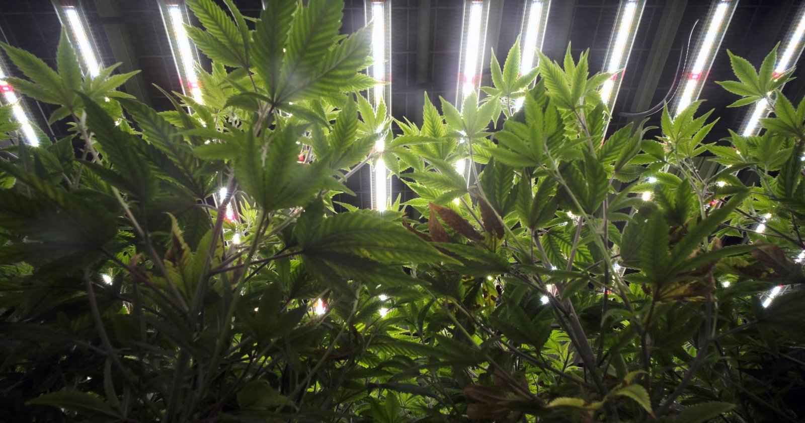 Legal cannabis market nears reality in Virginia as black market rages – richmond.com