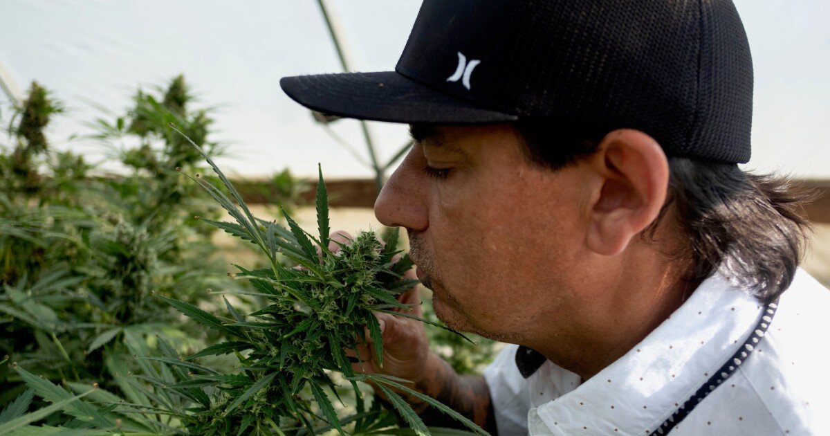 Ready for recreational: Marijuana dispensary opens to public Saturday in Cherokee – bpr.org