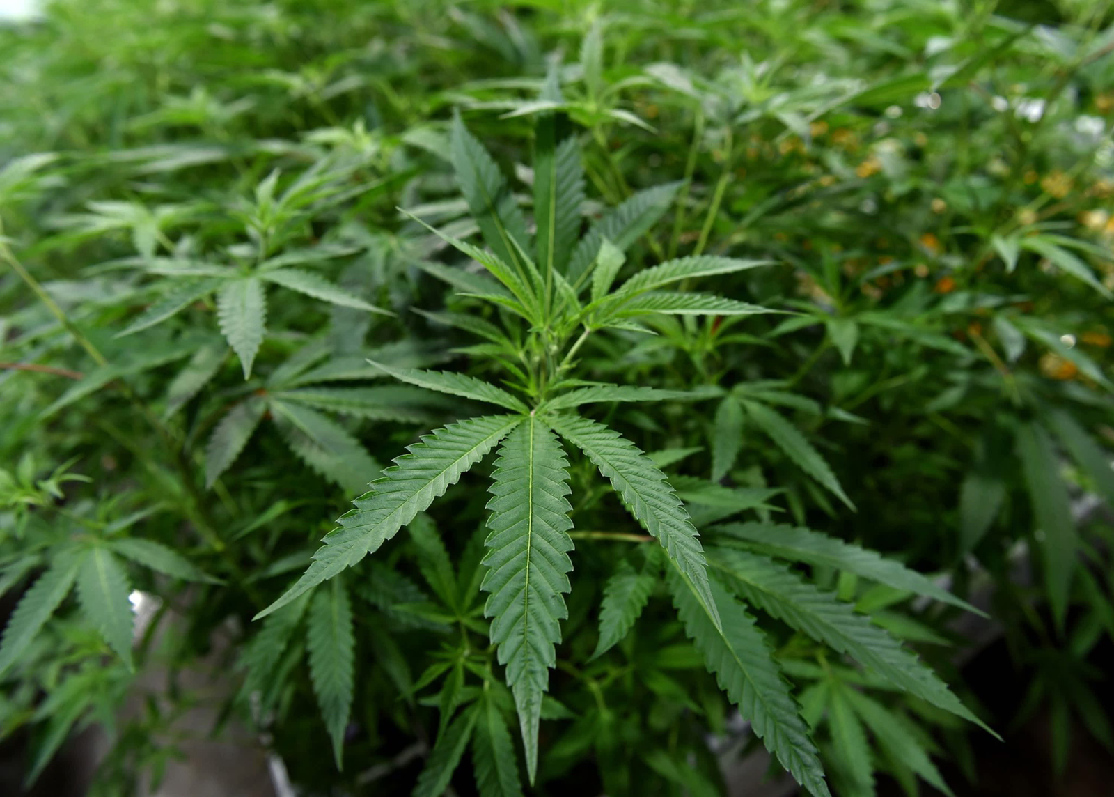 Florida judge orders update on numbers for recreational marijuana amendment – nbcmiami.com