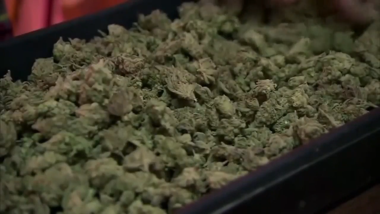 State Attorney General’s Office widens probe into alleged fraudulent signatures supporting marijuana initiative – wsvn.com