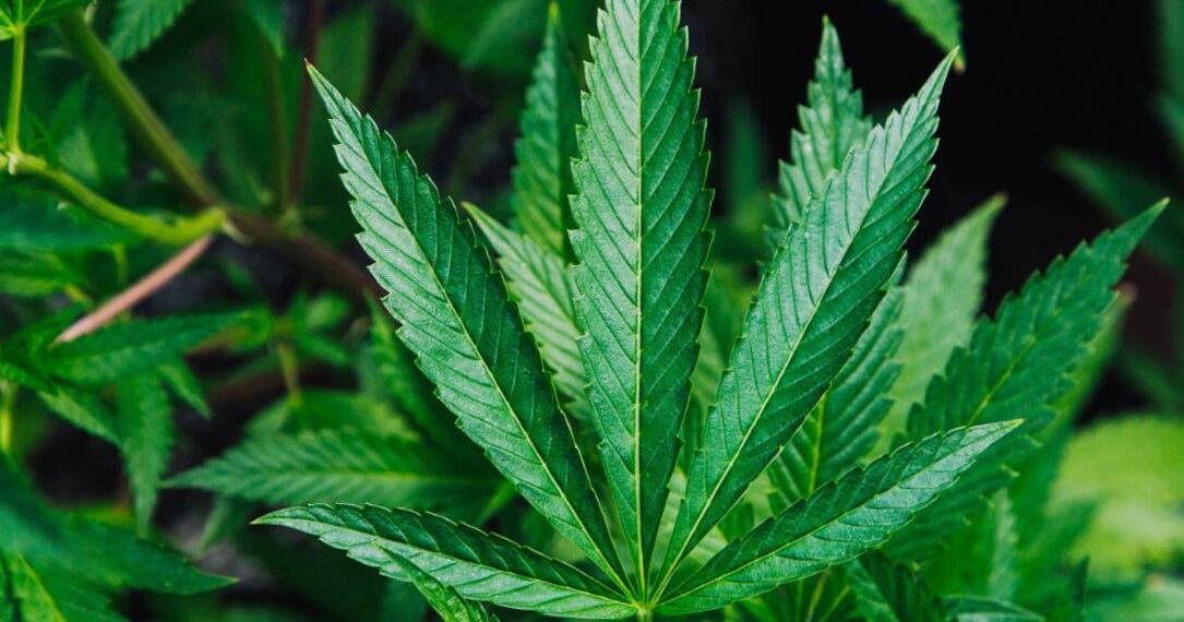 Big Changes Coming in 2026 for NC "Hemp" "Cannabis" Products – YES! Weekly