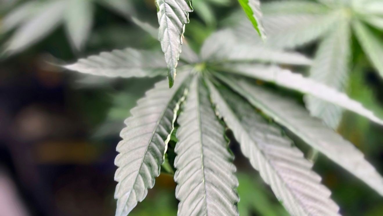 Alabama Lawmakers Debate Bill to Protect Children from Marijuana Smoke in Vehicles – WBMA