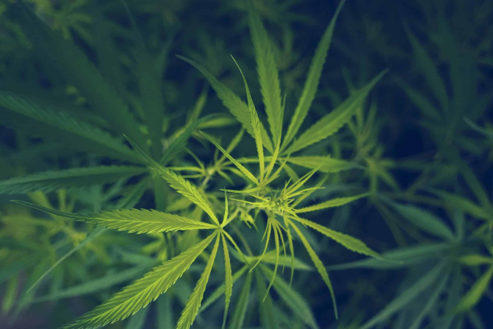 Cannabusiness lawsuit highlights need for Congress to clarify federal treatment of marijuana – Reason Foundation