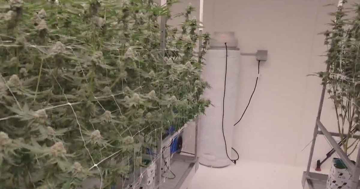 Marijuana industry lawsuit against new Michigan tax can move forward, court says – CBS News