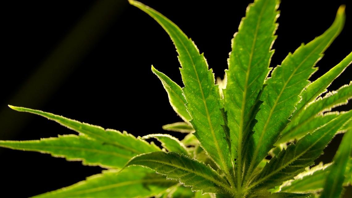Indiana veterans group pushes to legalize medical marijuana – WTHR