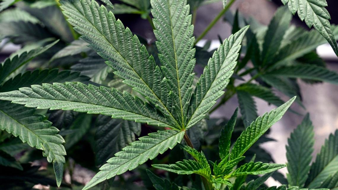 Florida's New Bill Targets Cannabis in Cars – firstcoastnews.com