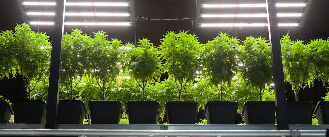 Fresno landlord sues city over $39K fine for tenant’s marijuana plants – thebusinessjournal.com