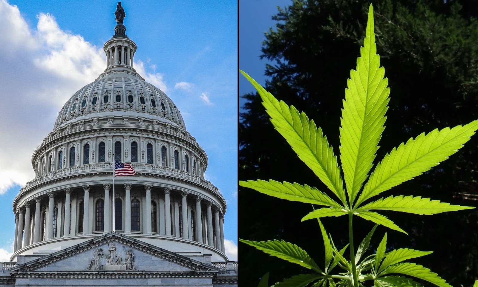 US House Passes Bill Protecting State Medical Marijuana Laws And Rejecting Attempt To Block Trump's Rescheduling Move – Marijuana Moment