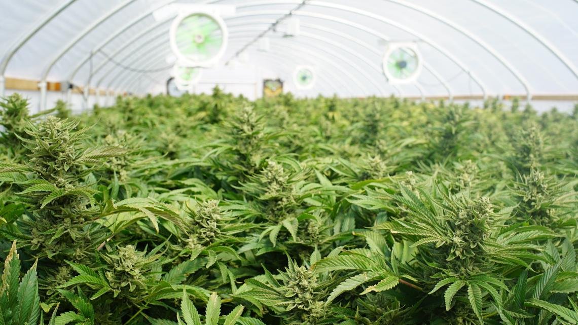 Will Indiana legalize marijuana this year? Here are the bills trying to make it happen. – WTHR