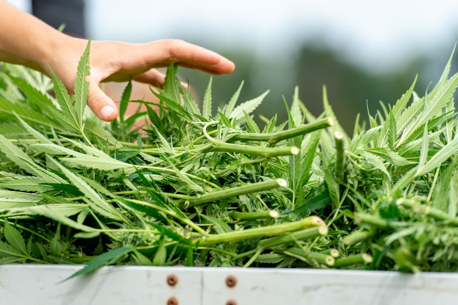 Pennsylvania should legalize cannabis, top lawmaker says (Newsletter: January 1, 2026) – Marijuana Moment