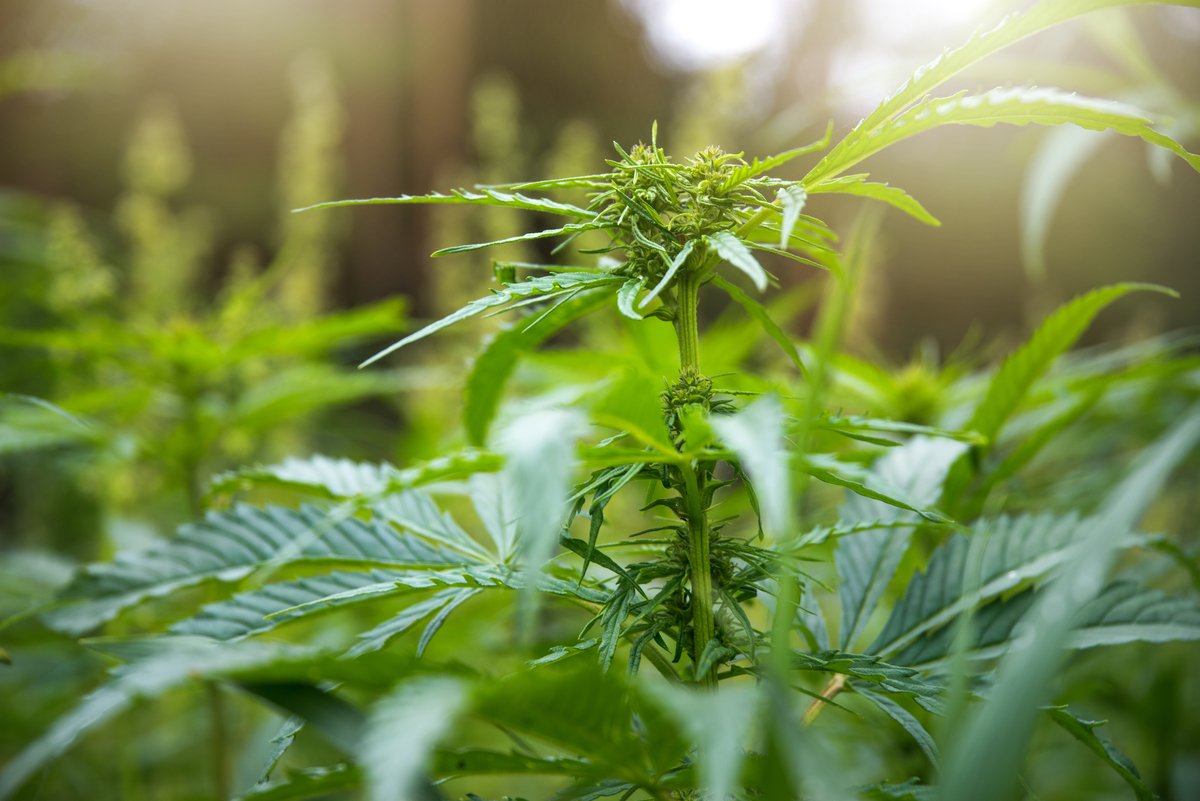 New Hampshire Lawmakers Advance Bill to Legalize Adult Cannabis Possession – My Keene Now