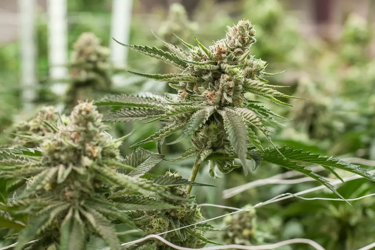 First Colorado Cannabis Recall of 2026 Hits Nineteen Dispensaries – Westword