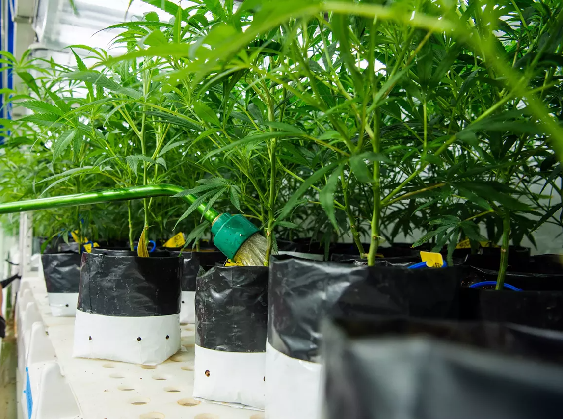 Colorado Hit by Two Marijuana Recalls in 24 Hours – Westword