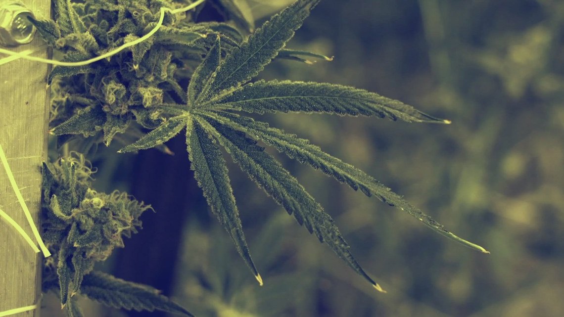 Tennessee lawmaker proposes Freedom to Farm Act to allow home marijuana cultivation – WBIR