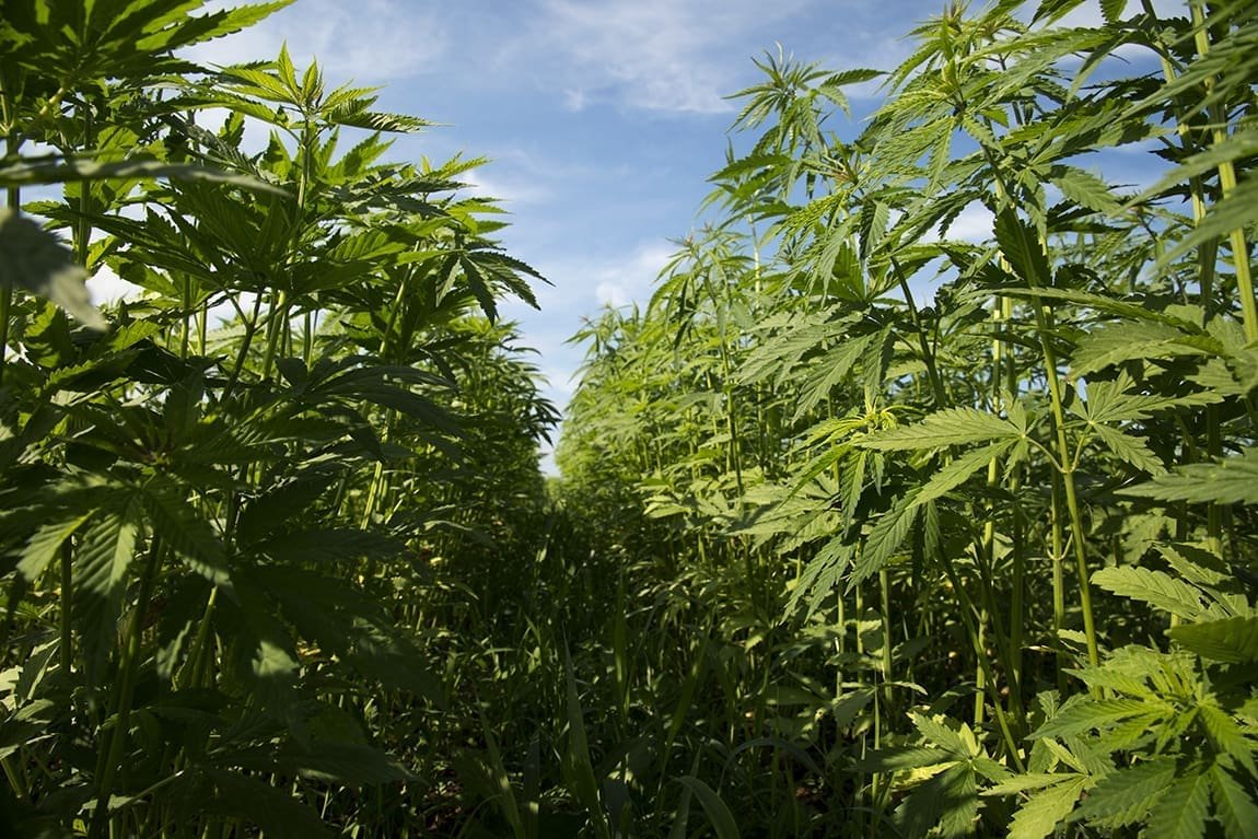 Wisconsin GOP Lawmakers Are Divided On How To Regulate Hemp THC Products – Marijuana Moment