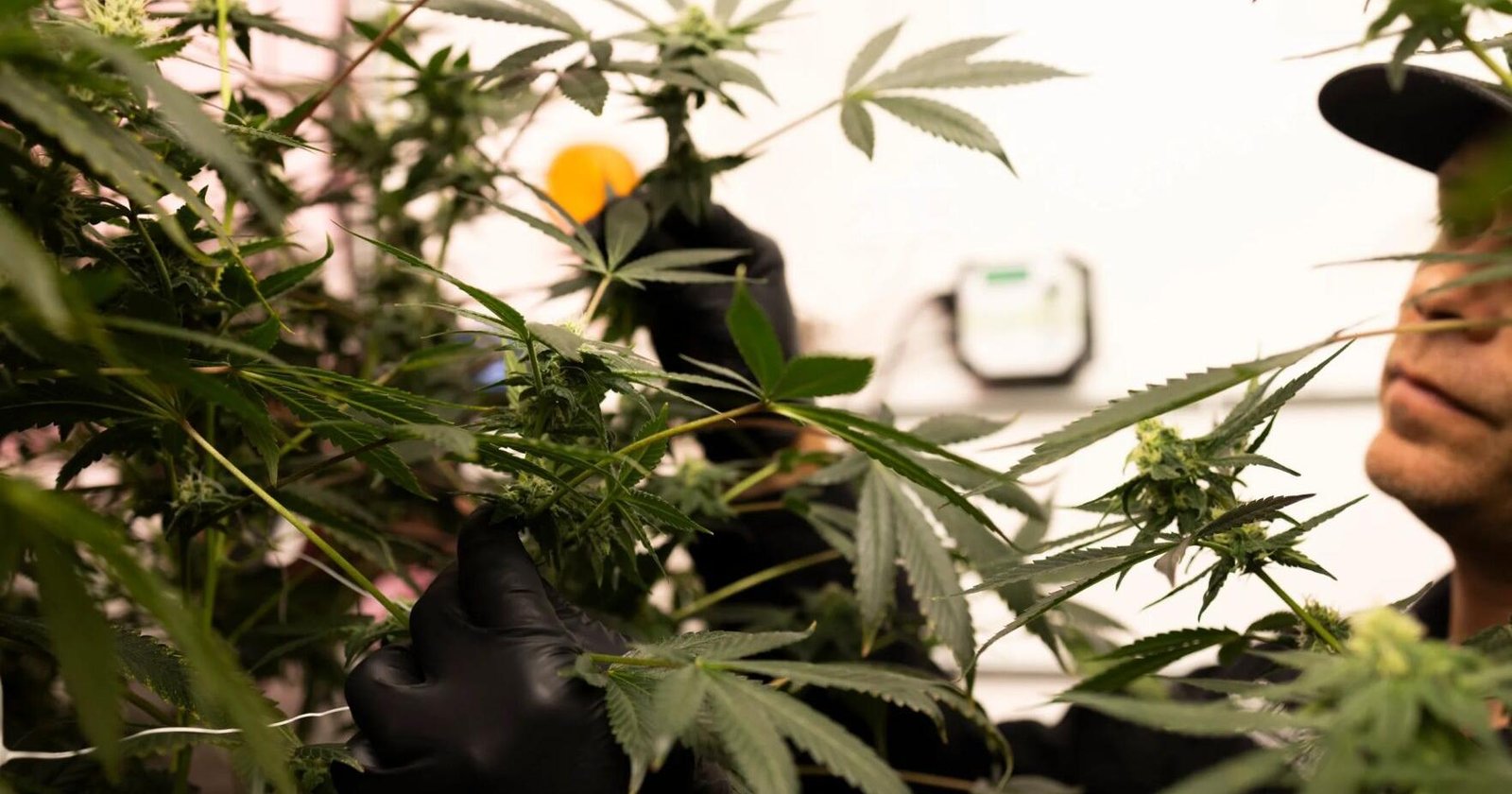 Medical marijuana business – Denton Record-Chronicle