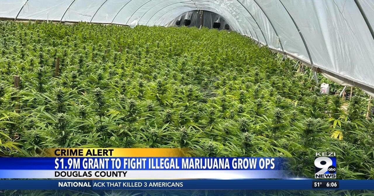 $1.9M Grant to Fight Illegal Marijuana Grow Ops – KEZI