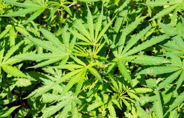 New York Woman Pleads Guilty To Illegal Marijuana Grow Operation in Somerset County – Newsradio WGAN |