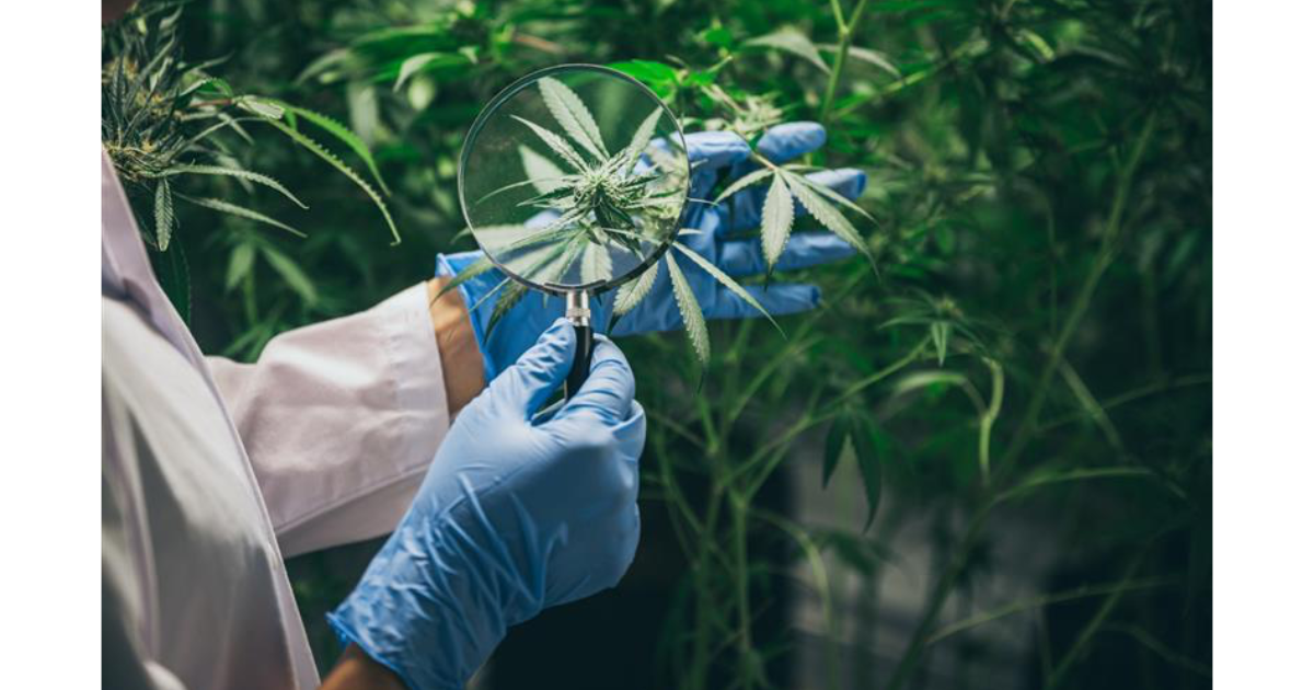 Hamada: Hawai‘i to get democratically stoned. Maybe. – Aloha State Daily